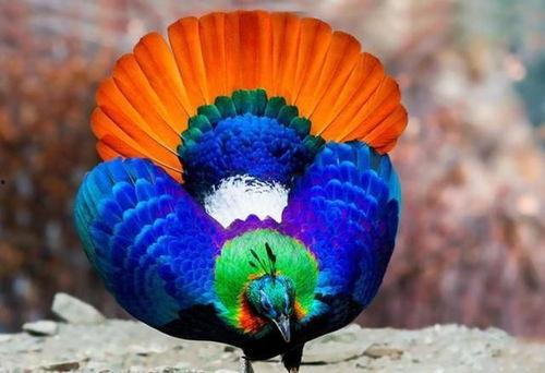 九色PORNY丨国产精品